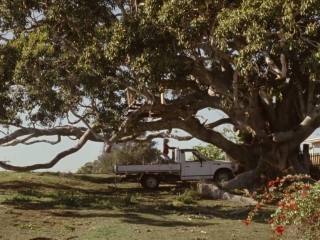 THE TREE