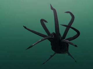 Sharktopus