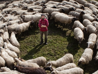La Pecora Nera