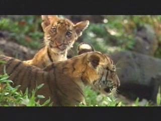 Two Brothers