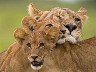 The Last Lions