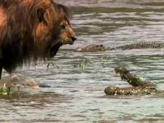 African Cats Earning His Keep