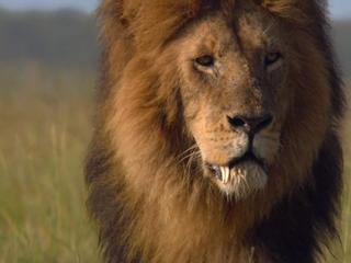 African Cats Fang