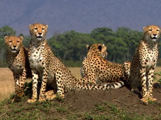 African Cats Never Get Fresh With An Ostrich