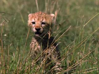 African Cats Fiercest Hunters In The Land