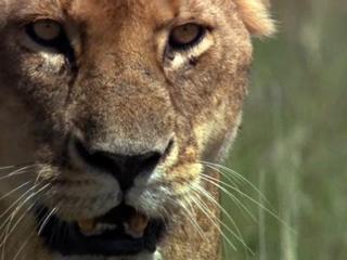 African Cats Hunters Being Hunted