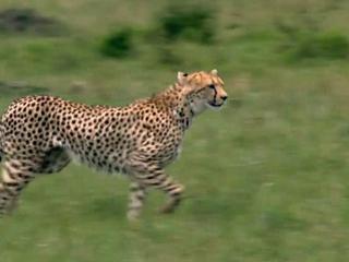 African Cats Chasing A Dog