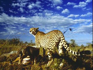 Serengeti