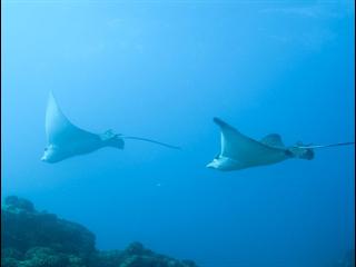 Oceanworld 3D