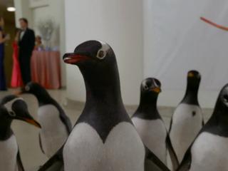 Mr Poppers Penguins Surfing The Guggenheim