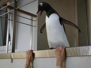 Mr Poppers Penguins Hi Live Penguin