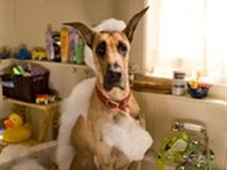 MARMADUKE (SPANISH)