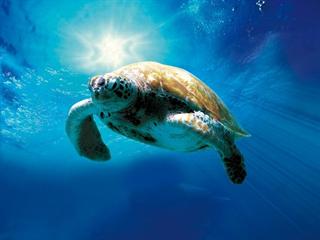 TURTLE: THE INCREDIBLE JOURNEY (GERMAN)