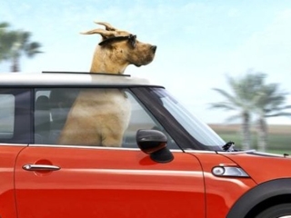 Marmaduke Italian