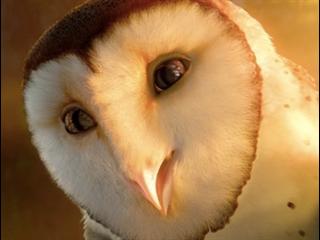 LEGEND OF THE GUARDIANS: THE OWLS OF GA'HOOLE (SPANISH)