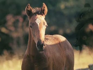 War Horse Uk