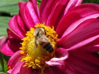 The Vanishing Of The Bees Uk