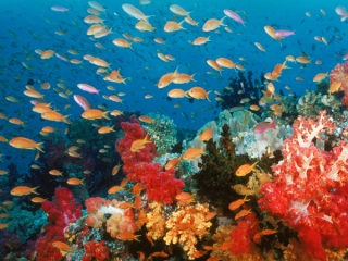 Oceanworld 3D Italian