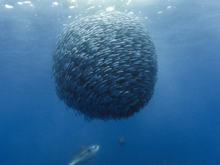 OCEANS (SPANISH)