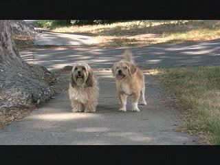 BENJI OFF THE LEASH!