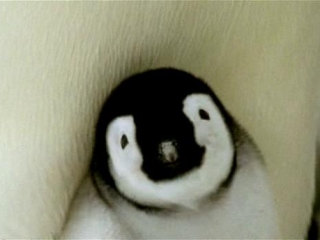 MARCH OF THE PENGUINS (GERMAN)