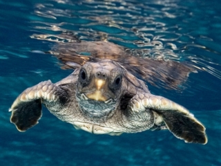 TURTLE: THE INCREDIBLE JOURNEY (SPANISH)