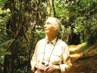 Jane Goodall Live