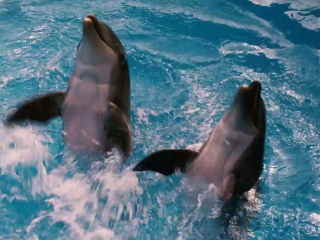 Dolphin Tale Featurette 2