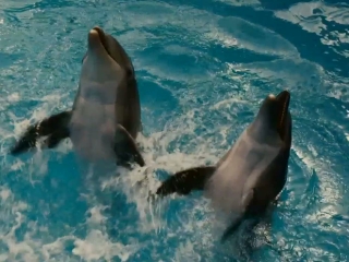 Dolphin Tale And These Are The Upstairs Pools