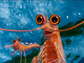 shrimp from happy feet 2