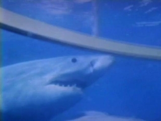 Great White Death