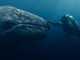 Big Miracle Uk