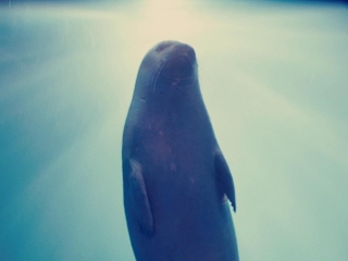 Ocean Heaven Clip 1