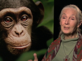 Chimpanzee See Chimps Save Chimps
