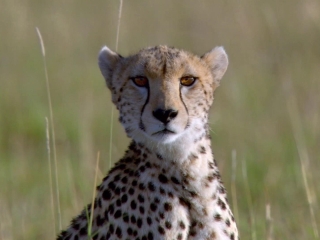 African Cats Uk