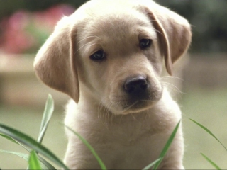 Quill The Life Of A Guide Dog