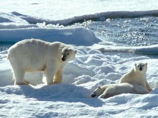 To The Arctic 3D Featurette