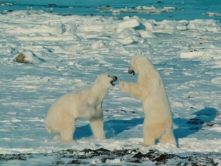 To The Arctic 3d The Challenges Of Filming Featurette