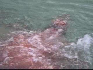 Treasure Of The Amazon