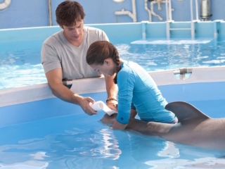 Dolphin Tale German
