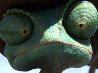 Rango Portugese Trailer 5