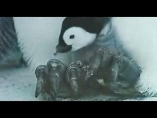 MARCH OF THE PENGUINS