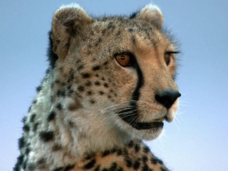 African Cats Die Jaeger Werden Zu Gejagten