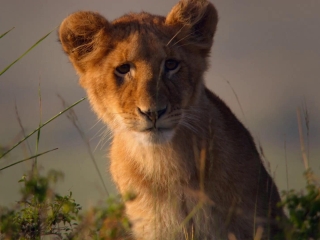 African Cats Die Geschichte Des Films