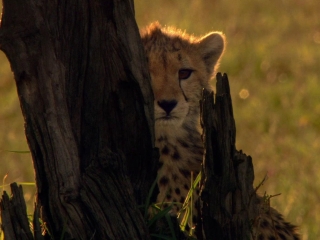 African Cats Afrikanischer Morgen