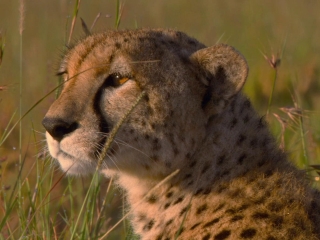 African Cats Sitas Geheimnis