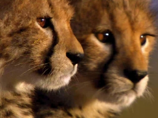 African Cats German