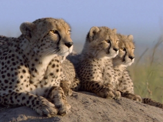 African Cats Wie IM Reich Der Raubkatzen Die Savanne Rettet