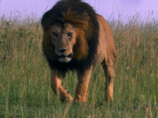 African Cats Die Loewenmaennchen