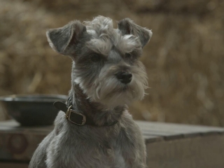 12 Dogs Of Christmas Great Puppy Rescue